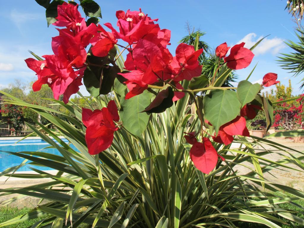 Aumallia Hotel&spa Felanitx